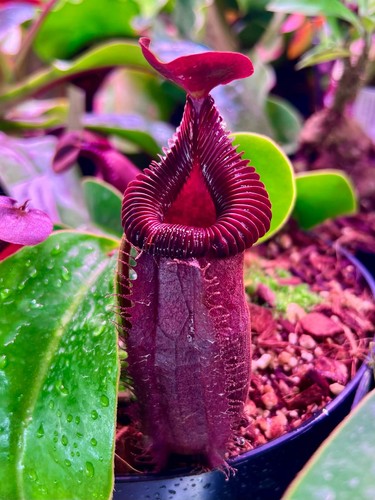 Nepenthes villosa - , x