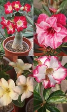 Adenium obesum = Wüstenrose