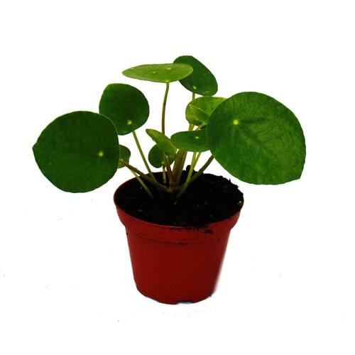 Mini pilea peperomioides - pilea,