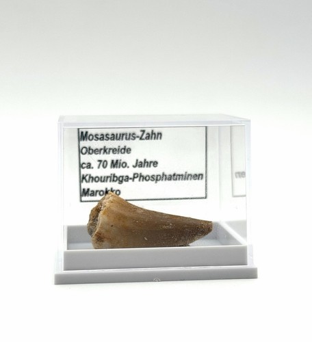 Schöner mosasaurus zahn - schöner,