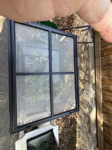 Lizard terrarium - lizard,