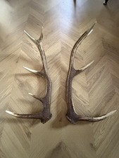 Rothirschgeweih Abwurfstangen