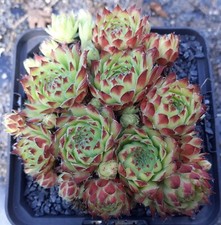 4x Sempervivum "Hester" - Hauswurz - Züchtersorte - Steingarten - Ableger