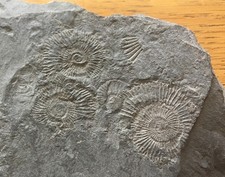 Schieferplatte mit vielen