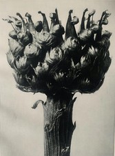 1929 Karl Blossfeldt Druck -
