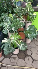 Monstera Thai Constellation 40–70cm panaschiert Fensterblatt Pflanze variegata