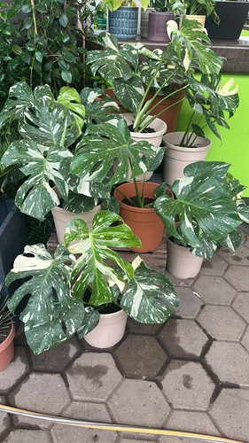 Monstera thai constellation - monstera,