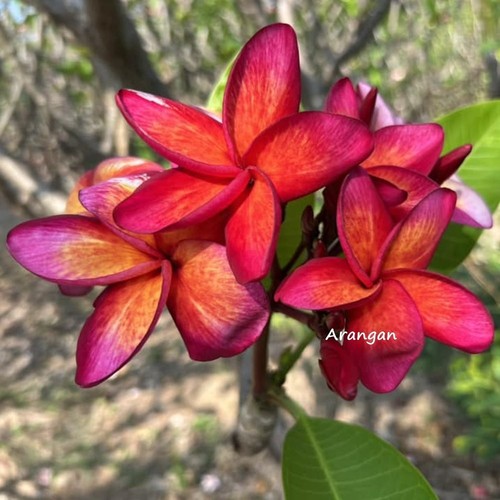 Frangipani plumeria arangan - frangipani,