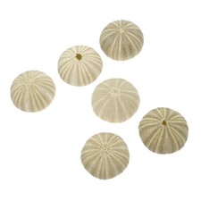 6Pcs Luftpflanzen Seeigel