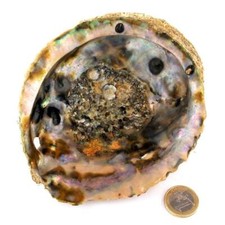 Abalone Muschel roh Ø 142 mm
