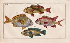 Holocentrus fish fish fish