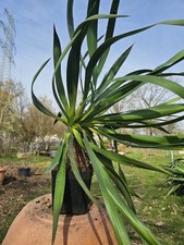 🌴Yucca Recurvifolia 60cm