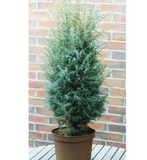 Heidewacholder Excelsa 60-80cm