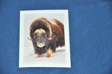 REWE ABENTEUER TIERWELT