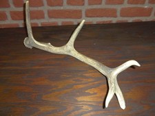 1 Abwurfstange Rotwild | Hirsch | Geweih | Vintage, Länge 50cm