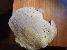 Muschel Sandstein - Bielefeld Teutoburger Wald - sehr selten in der Größe