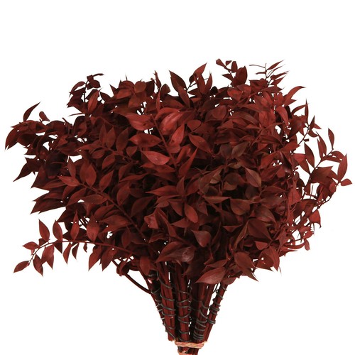 Ruscus rot draht - draht, dekozweige
