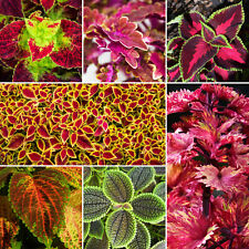200 Samen Echte Buntnessel Rainbow Mix Coleus Blumei bunte Mischung 