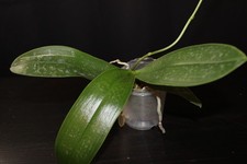 Phalaenopsis stuartiana ('yellow' x 'nobilis') mit Blütentriebansatz
