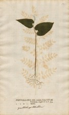 Maiglöckchen convallaria - maiglöckchen,