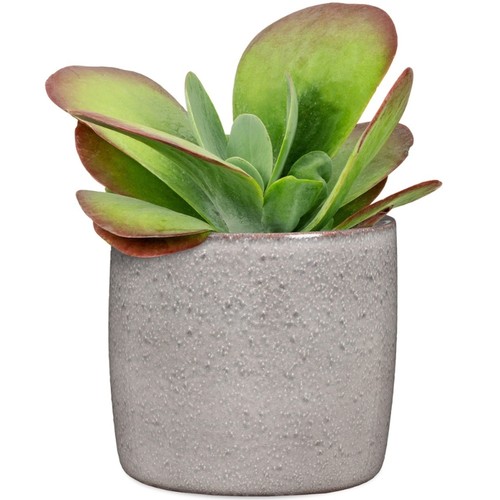 Scheurich blumentopf solido - scheurich,
