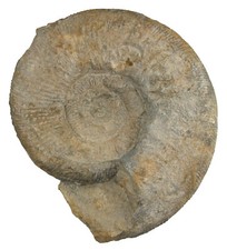 Malm  Lithacosphinctes sp