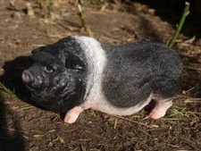 Schwein Hängebauchschwein