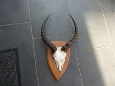 Springbock Geweih aus Namibia