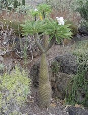 Pachypodium lamerei 10 Samen, Madagaskarpalme, Kakteen, Sukkulenten