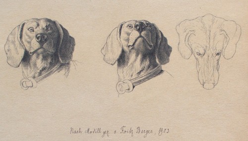 Fritz berger zeichnung dackel - berger,