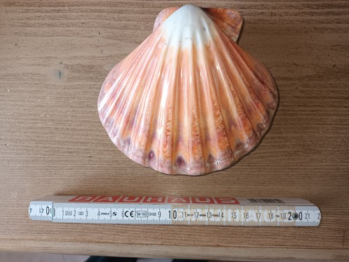 Grosse pecten muschel - pecten,