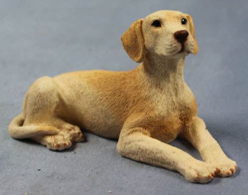 Labrador retriever hund - labrador,