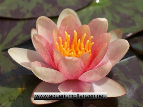 Zwergseerose der sorte - 1,