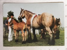AK Postkarte Pferde, Symposion Verlag, Belgisches Kaltblut mit Fohlen