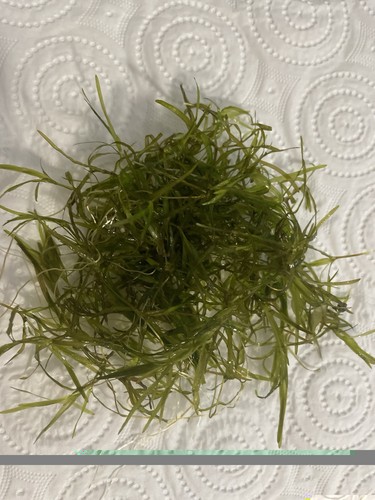 Nixkraut - (naja, guadelupensis)