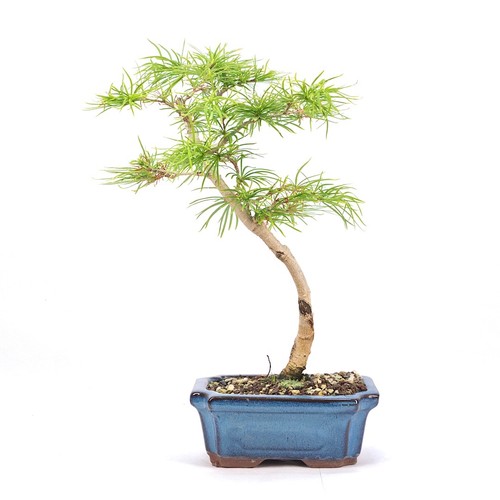 Bonsai goldlärche - bonsai,