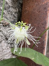 Passiflora leptoclada Samen