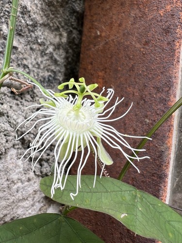 Passiflora leptoclada samen - passiflora,