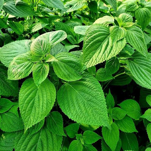 Korea shiso perilla - korea,