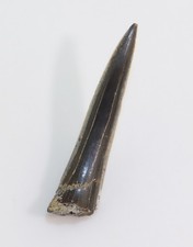 Haizahn sphaenodus jura - sphaenodus, sp.,