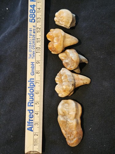 Eiszeit höhlenbär fossilien - eiszeit,