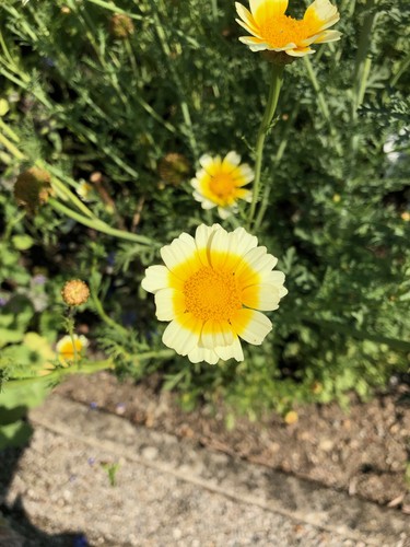 Speisechrysantheme
