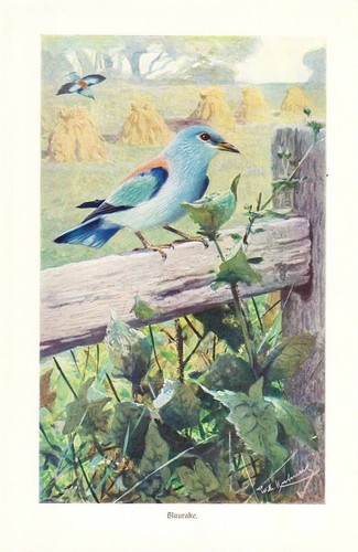 Blauracke coracias garrulus - blauracke,