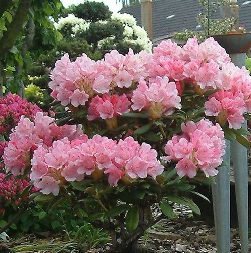Inkarho rhododendron loreley - -,