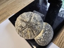 Schöner Seeigel Steinkern Ostsee Versteinerung 