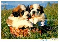 Bernhardiner Welpen
