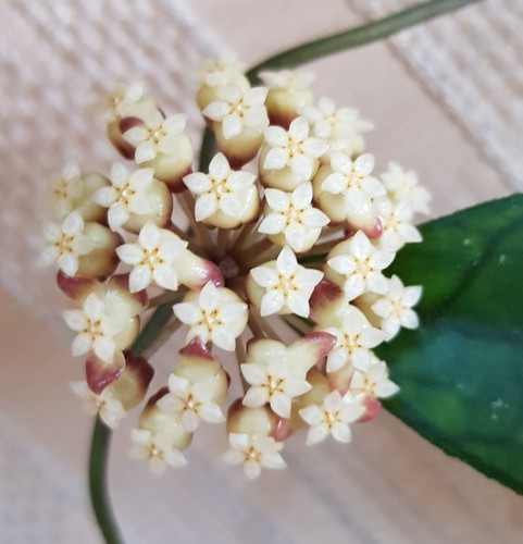 Großer ableger hoya - 🌷großer, ableger🌷hoya
