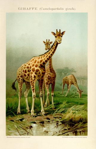 Giraffe giraffen afrika - giraffe,