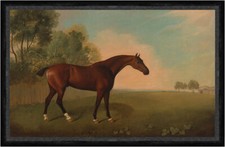 A Bay Horse in a Field
