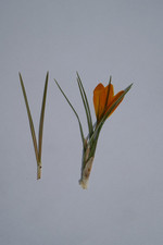 10 Frühjahrs-Pflanzen